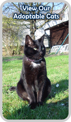 View our adoptable cats