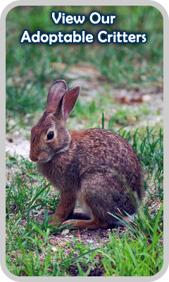 View our adoptable critters