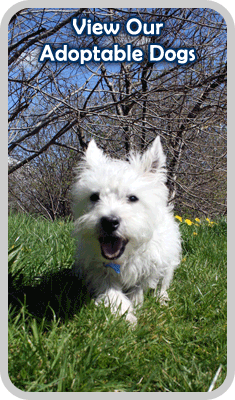 View our adoptable dogs