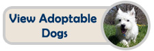 View our adoptable dogs